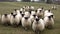 Funny curious sheep looking and walking towards the camera