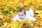 Funny cute baby girl in autumn park on yellow leafs