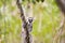 Funny cute baby lemur on a tree branch