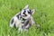 Funny Cute beautiful Husky puppy dog itches in grass