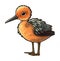 Funny and cute bird transparency sticker, Black-tailed Godwit