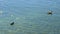 Funny cute black ducks swim through clear water in mountain lake Tegernsee, Bavaria