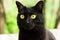 Funny cute bombay black cat portrait with yellow eyes and attentive look close up, macro