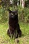 Funny cute bombay black cat with yellow eyes and attentive look sit outdoors in nature in grass