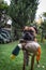 A funny cute boxer dog in the garden holding a toy duck