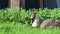 Funny cute brown goose grazing on a grass field