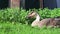 Funny cute brown goose grazing on a grass field