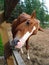 Funny cute brown horse with white stripe on face scratches muzzle