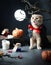 Funny cute cat with spooky face in scary halloween costume and black Dracula cloak sitting among pumpkins, autumn leaves and moon