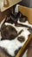 funny cute cats hugging lying in a box