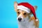 Funny cute corgi dog  on blue background dressed in red Santa Claus hat. Pretty  dog face expression. New year or Christmas