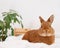 Funny cute decorative rabbit bunny full body lying on bed in white modern interior,looking at camera. Smart adorable pet