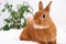 Funny cute decorative rabbit bunny lying on bed in white modern interior,full body. Smart adorable pet,domestic animal