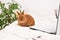 Funny cute decorative rabbit bunny lying on bed in white modern interior with laptop,looking at camera. Smart adorable