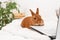 Funny cute decorative rabbit bunny lying on bed in white modern interior with laptop,looking at monitor. Smart adorable