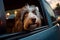 Funny cute dog peeking from car window while on the road. Puppy sitting in car ready for a vacation trip. Travelling with pets