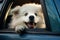 Funny cute dog peeking from car window while on the road. Puppy sitting in car ready for a vacation trip. Travelling with pets