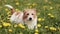 Funny cute dog wagging tail and listening in the grass with flowers, summer fun