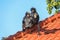 Funny and Cute Dusky Langur Monkey on the Roof