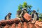 Funny and Cute Dusky Langur Monkey on the Roof