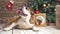 Funny cute English bulldog portrait at christmas decorations under fir-tree. Merry xmas and happy new year concept