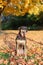 Funny cute female dog sitting on a ground in park among autumn fall yellow red leaves. Adorable domestic dog animal outdoor