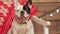 Funny cute French bulldog portrait at Christmas decorations. Merry xmas and happy new year concept. Purebred dog