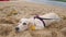 Funny Cute Golden Retriever Puppy Lies On Beach Sand