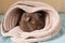 Funny cute guinea pig hiding in a knitted woolen scarf . selective focus on the guinea pig nose