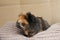 Funny cute guinea pig hiding in a knitted woolen scarf. selective focus on the guinea pig nose