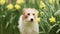 Funny cute happy dog smelling daffodil flowers and listening