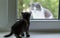 Funny cute kitten on window. Tiny kitty looks through the window at another cat