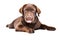 Funny cute Labrador puppy showing tongue