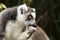 Funny, cute lemur holds a paw at the mouth and looks thoughtfully into the distance, as if trying to remember something, against a