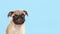 funny cute little puppy pug on bright blue pastel background. Banner adorable dog making happy face and smiling studio