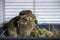 Funny cute lop rabbit holding a lot of hay in its mouth