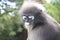 Funny cute monkeys spectacled langur Trachypithecus obscurus in the national park. Portrait