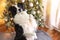 Funny cute puppy dog border collie near Christmas tree at home indoors. Dog and Christmas tree with defocused garland