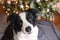 Funny cute puppy dog border collie near Christmas tree at home indoors. Dog and Christmas tree with defocused garland