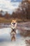 Funny cute puppy red dog Corgi stands on the road in a puddle of water in the autumn Sunny clear Park on walk after rain closing