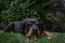 A funny cute Rottweiler dog in the garden holding a toy ball