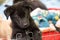 Funny cute shaggy black puppy portrait closeup