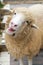 Funny cute sheep close up