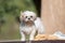 Funny Cute Shih-tzu puppy dog after bath
