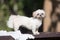 Funny Cute Shih-tzu puppy dog after bath