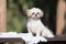 Funny Cute Shih-tzu puppy dog after bath