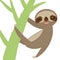 Funny and cute smiling Three-toed sloth on green branch