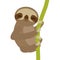 Funny and cute smiling Three-toed sloth on green branch