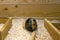 Funny cute tortoiseshell guinea pig sitting on the sawdust