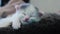 Funny cute video kitten sleeping a on back of mom cat lifestyle portrait. Little sleeps cat